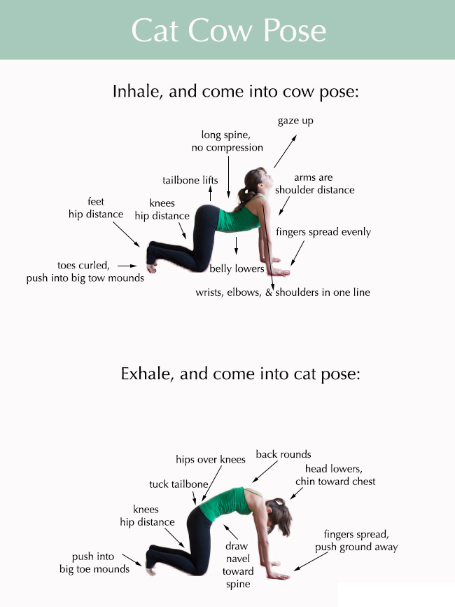 cat-cow-pose-yoga